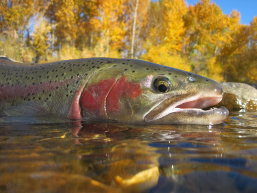 Fly Fishing Mammoth Lakes, Mammoth Lakes Vacation Rentals, Mammoth Mountain Vacation Rentals, Resort Vacation Properties, Mammoth Lakes Fishing, Fly Fishing Yosemite