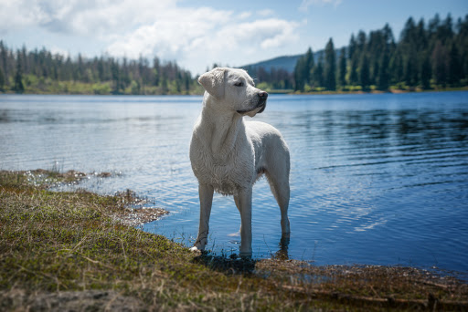 Mammoth Lakes, mammoth lakes resort, dog-friendly restaurants, Mammoth Mountain, Mammoth Mountain Gondola, Mammoth Lakes Hiking